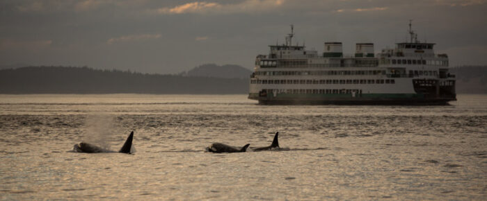 Sunset sail with Orcas T60’s and T2B as they pass Friday Harbor