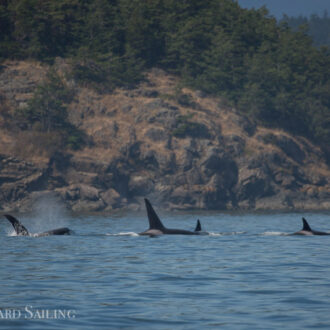 A sail with orcas T18’s around Southeast side of Lopez