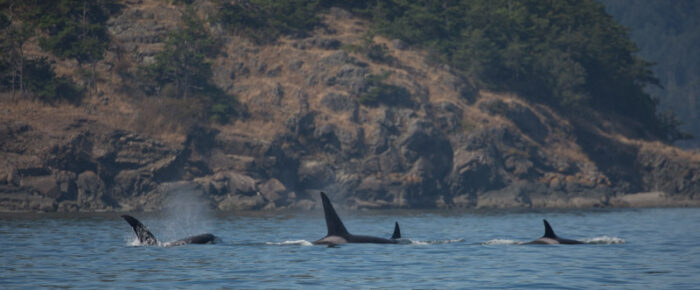 A sail with orcas T18’s around Southeast side of Lopez