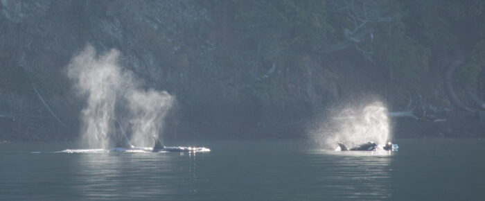 Circumnavigating Orcas Island to see orcas – T100’s