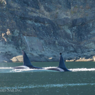 Sailing with orcas T46’s and T137A and T137B