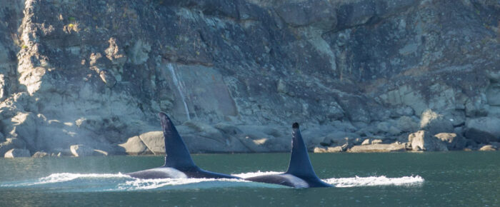 Sailing with orcas T46’s and T137A and T137B