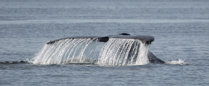 Distant views of T49A’s across the border and two humpback whales