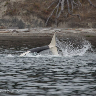 Orcas T65B’s hunting in New Channel