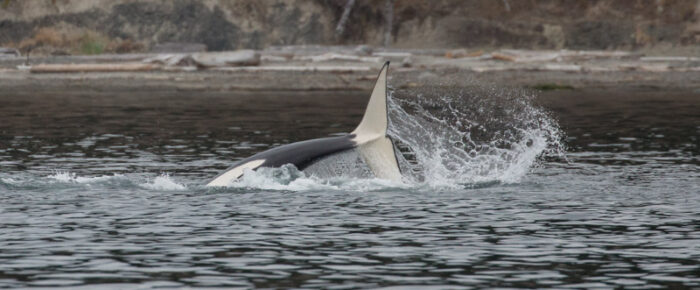 Orcas T65B’s hunting in New Channel
