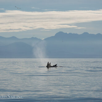 Orcas T37A’s on Partridge Bank plus Brown Pelican & Tufted Puffins at Smith Island