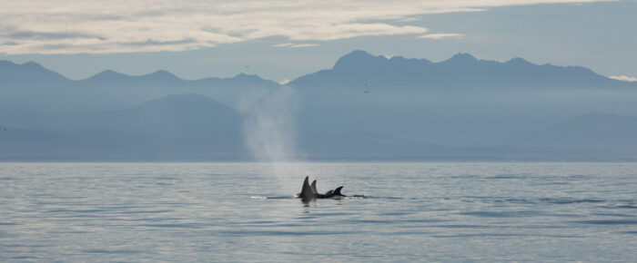 Orcas T37A’s on Partridge Bank plus Brown Pelican & Tufted Puffins at Smith Island