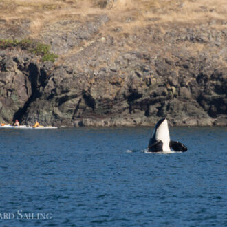 J pod returns to the Salish Sea and a minke on Salmon Bank