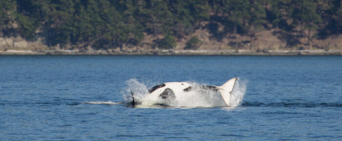 Biggs Orcas T65B’s near Lopez Ferry Landing