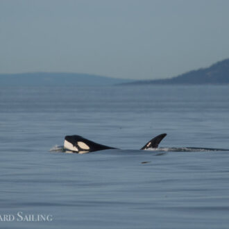 Sailing with orcas T37A’s and finding tufted puffins and an elephant seal
