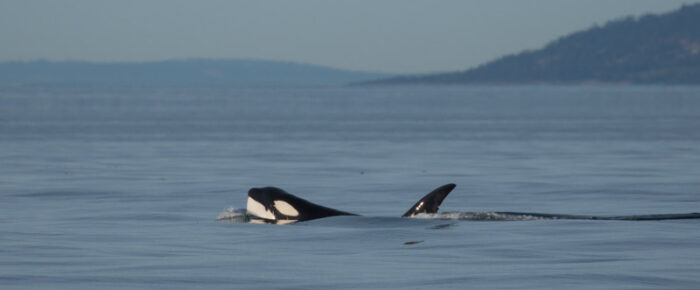 Sailing with orcas T37A’s and finding tufted puffins and an elephant seal