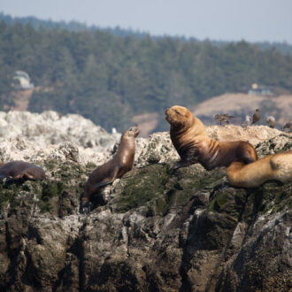 Short sail to Whale Rocks