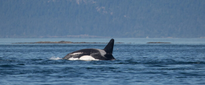 Orcas T18’s in Spieden/New Channel
