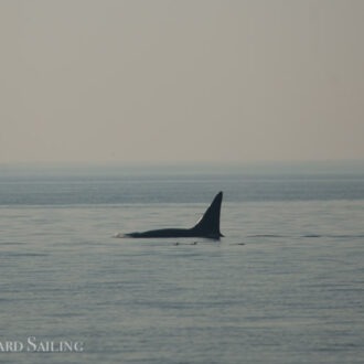 A sail with the T18’s Biggs Orcas