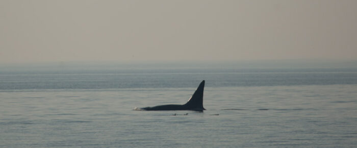 A sail with the T18’s Biggs Orcas