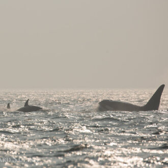 Biggs/Transient orcas T123’s near Sucia Island