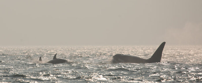 Biggs/Transient orcas T123’s near Sucia Island