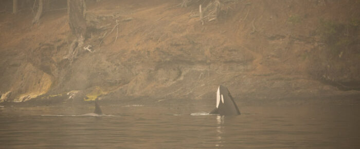 Orcas T65B’s coming down Presidents Channel