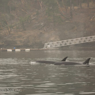 Orcas T65B’s pass through the inter-islands