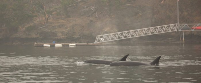 Orcas T65B’s pass through the inter-islands