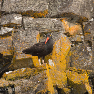 Wildlife spotting as we circled Lopez Island