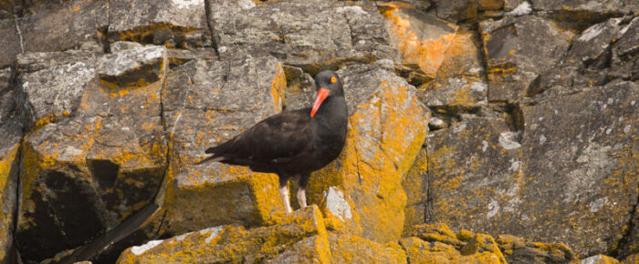 Wildlife spotting as we circled Lopez Island