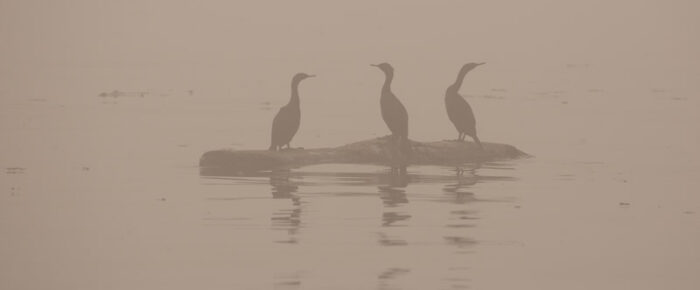 Sail to Whale Rocks in the fog mixed with smokey haze