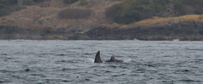 Our first look at new Southern Resident calf, J57