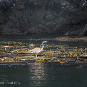 A sail around Stuart Island