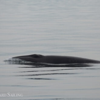 Minke whales by Smith Bank and Turn Island plus a brown pelican and tufted puffin