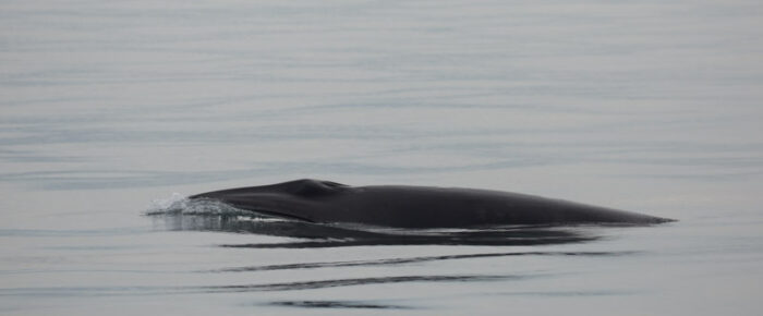 Minke whales by Smith Bank and Turn Island plus a brown pelican and tufted puffin