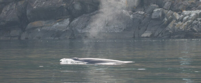 Minke whale in Minke Lake