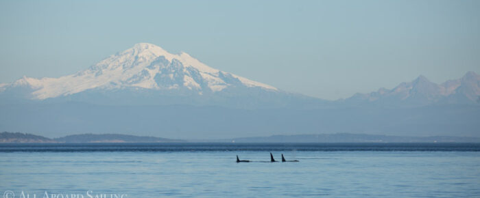 Humpbacks, Dalls Porpoise, K pod, Seal with salmon and Sea lion with skate Humpbacks, Dalls Porpoise, K pod, Seal with salmon and Sea lion with skate