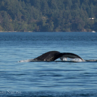 Great winds for sailing to see humpback whale MMZ0004 “Zephyr”