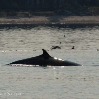 Minke whale north of Waldron and wildlife in New Channel