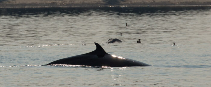 Minke whale north of Waldron and wildlife in New Channel