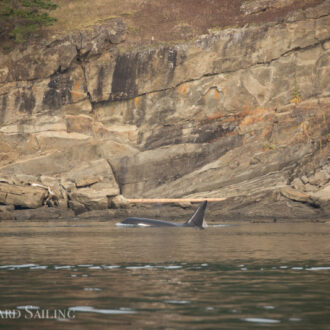 Sailing with Biggs Orcas T60’s and a Humpback whale MMX0167 “Stitch”