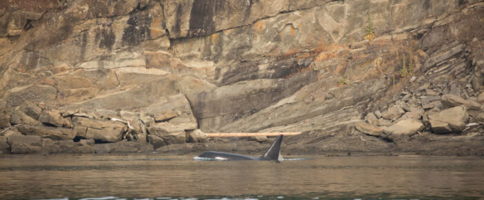 Sailing with Biggs Orcas T60’s and a Humpback whale MMX0167 “Stitch”