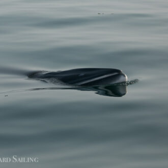 Minke whale mugging and sailing with Biggs Orcas T123’s
