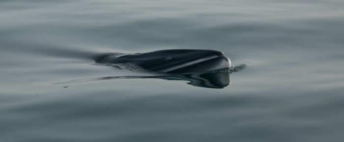 Minke whale mugging and sailing with Biggs Orcas T123’s