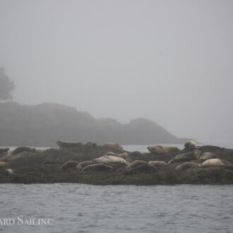 Short sail in the fog