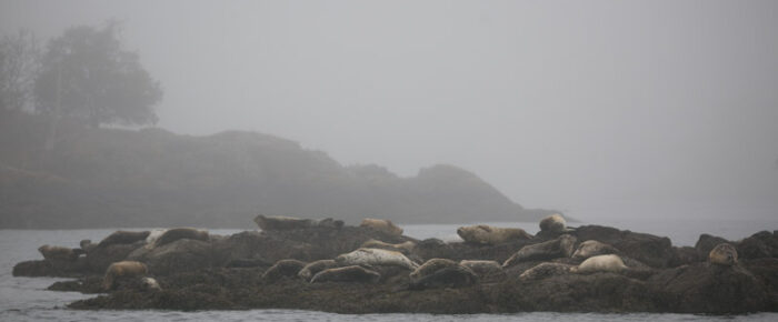 Short sail in the fog