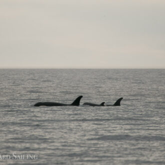 Sailing with J pod and seeing the two newest calves