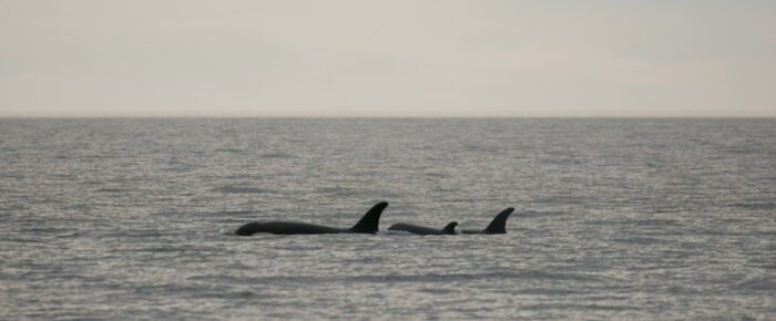 Sailing with J pod and seeing the two newest calves