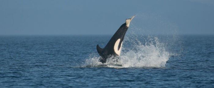 A foggy day and a sail with the T123’s Biggs/Transient orcas A foggy day and a sail with the T123’s Biggs/Transient orcas