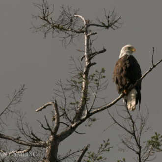 Awesome bald eagles and gorgeous skycapes
