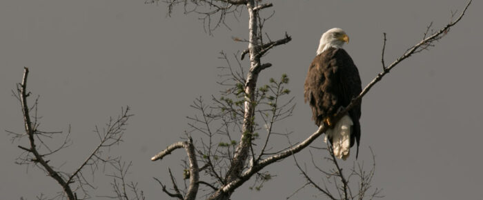 Awesome bald eagles and gorgeous skycapes