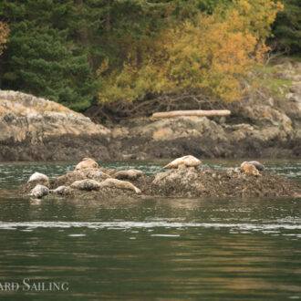 Eagles, harbor seals, a falcon and much more
