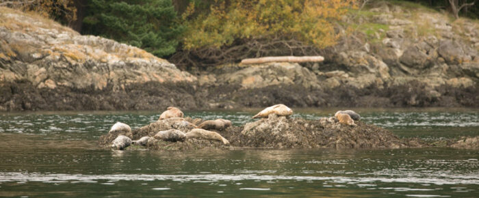 Eagles, harbor seals, a falcon and much more