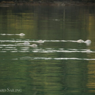 Wildlife safari in the San Juan Islands